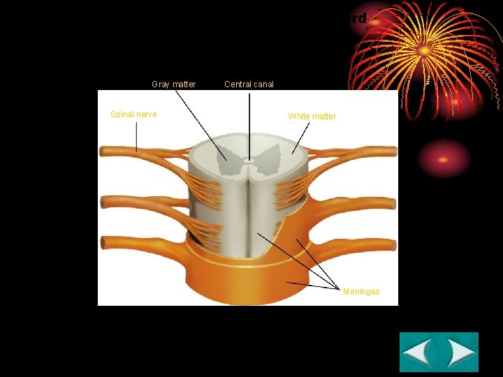 Figure 35 -11 The Spinal Cord Section 35 -3 Gray matter Spinal nerve Central Figure 35 -11 The Spinal Cord Section 35 -3 Gray matter Spinal nerve Central