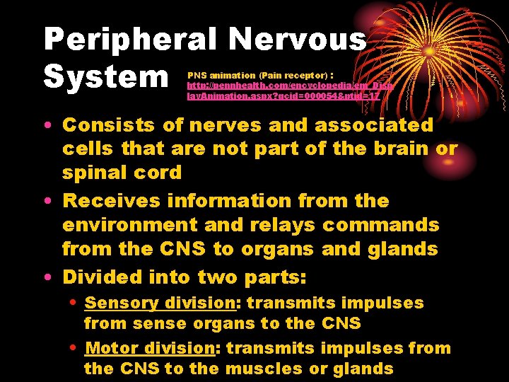 Peripheral Nervous System PNS animation (Pain receptor) : http: //pennhealth. com/encyclopedia/em_Disp lay. Animation. aspx? Peripheral Nervous System PNS animation (Pain receptor) : http: //pennhealth. com/encyclopedia/em_Disp lay. Animation. aspx?