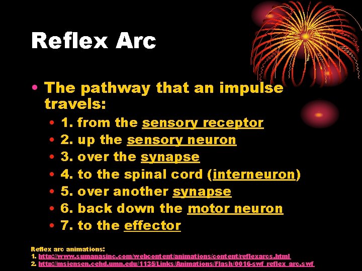Reflex Arc • The pathway that an impulse travels: • • 1. 2. 3. Reflex Arc • The pathway that an impulse travels: • • 1. 2. 3.