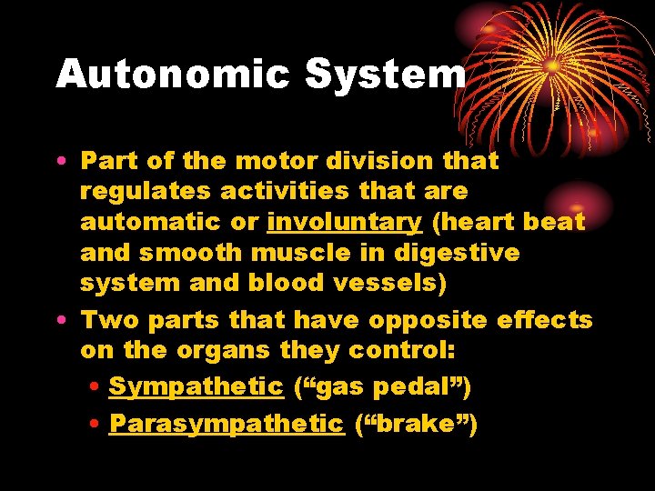 Autonomic System • Part of the motor division that regulates activities that are automatic Autonomic System • Part of the motor division that regulates activities that are automatic