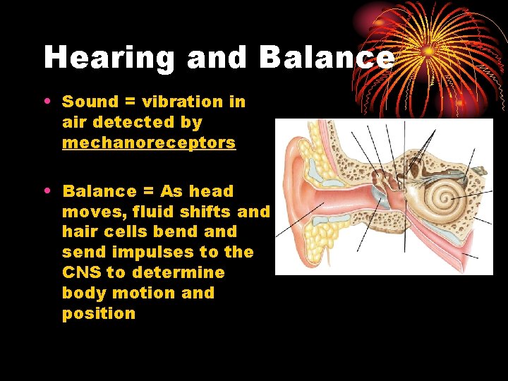 Hearing and Balance • Sound = vibration in air detected by mechanoreceptors • Balance Hearing and Balance • Sound = vibration in air detected by mechanoreceptors • Balance