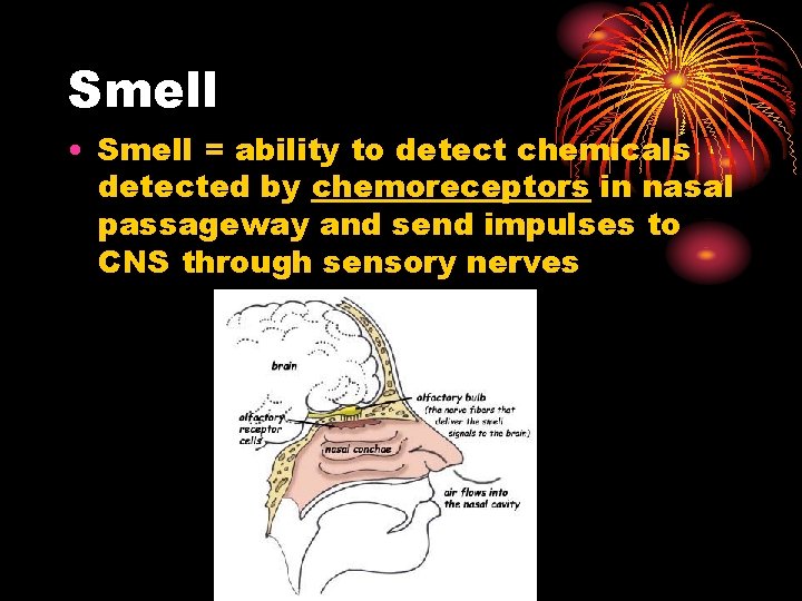 Smell • Smell = ability to detect chemicals detected by chemoreceptors in nasal passageway Smell • Smell = ability to detect chemicals detected by chemoreceptors in nasal passageway