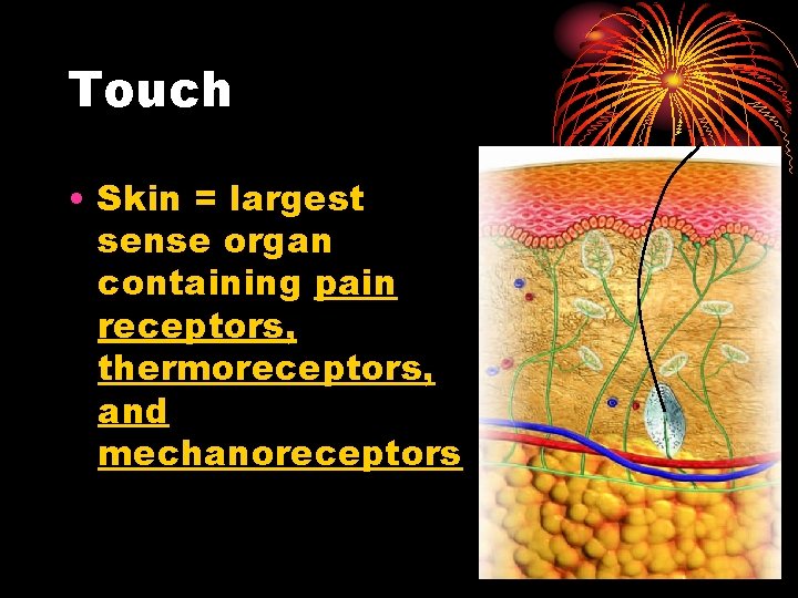 Touch • Skin = largest sense organ containing pain receptors, thermoreceptors, and mechanoreceptors Touch • Skin = largest sense organ containing pain receptors, thermoreceptors, and mechanoreceptors