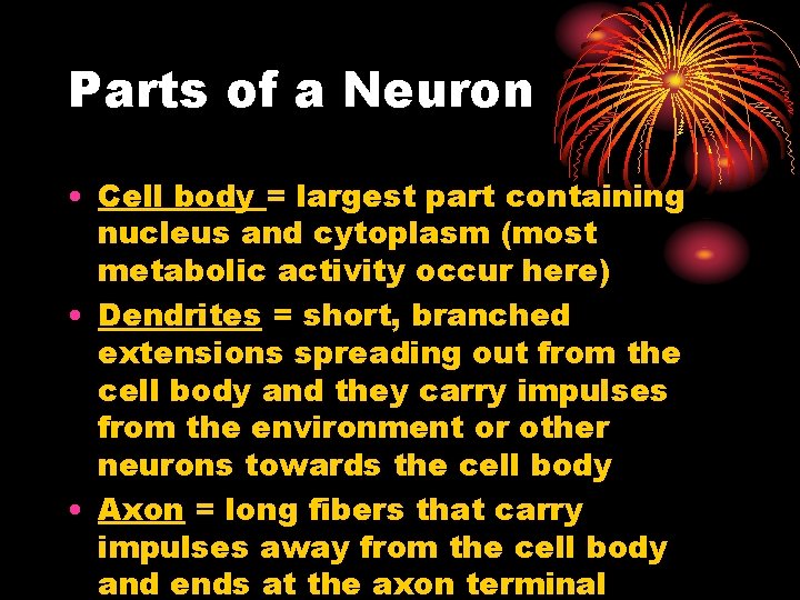 Parts of a Neuron • Cell body = largest part containing nucleus and cytoplasm Parts of a Neuron • Cell body = largest part containing nucleus and cytoplasm