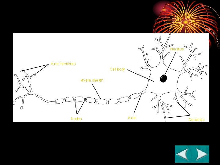 A Neuron Section 35 -2 Nucleus Axon terminals Cell body Myelin sheath Nodes Axon A Neuron Section 35 -2 Nucleus Axon terminals Cell body Myelin sheath Nodes Axon