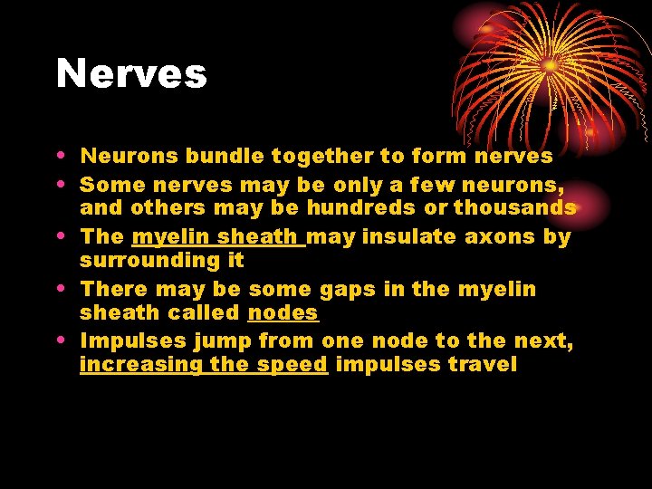 Nerves • Neurons bundle together to form nerves • Some nerves may be only Nerves • Neurons bundle together to form nerves • Some nerves may be only