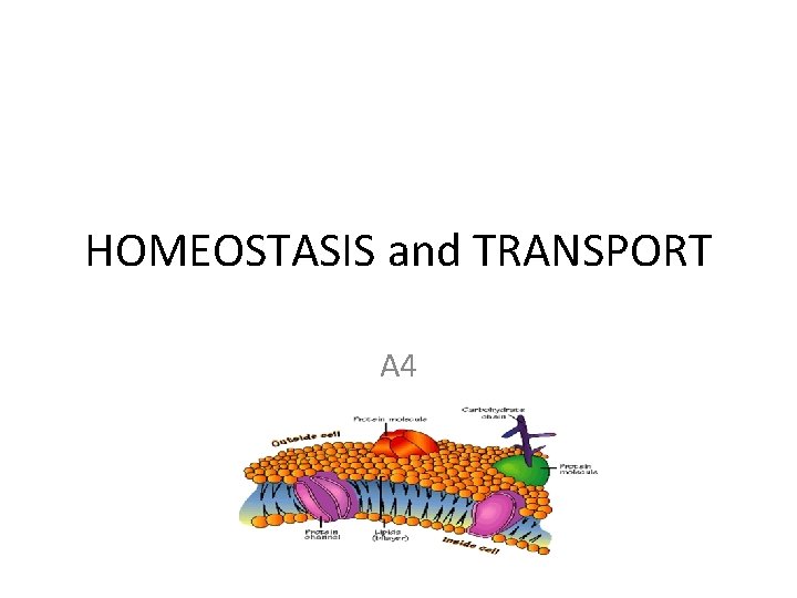 HOMEOSTASIS and TRANSPORT A 4 