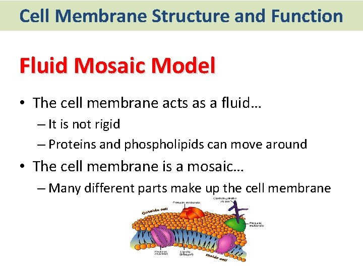 Cell Membrane Structure and Function Fluid Mosaic Model • The cell membrane acts as