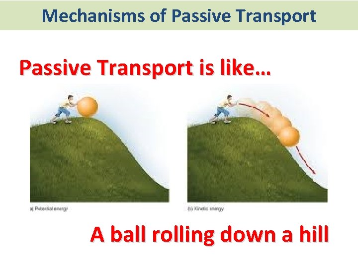 Mechanisms of Passive Transport is like… A ball rolling down a hill 