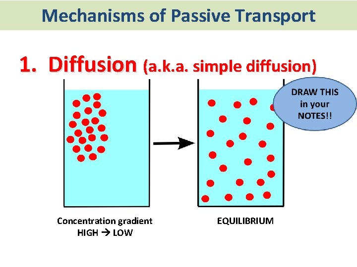 Mechanisms of Passive Transport 1. Diffusion (a. k. a. simple diffusion) Concentration gradient HIGH