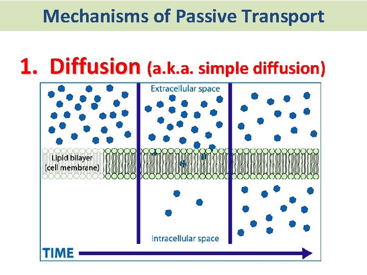 Mechanisms of Passive Transport 1. Diffusion (a. k. a. simple diffusion) 