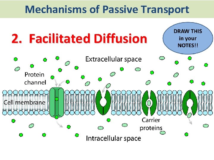 Mechanisms of Passive Transport 2. Facilitated Diffusion 