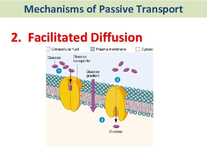 Mechanisms of Passive Transport 2. Facilitated Diffusion 