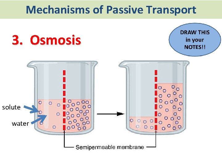 Mechanisms of Passive Transport 3. Osmosis solute water 