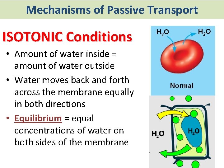 Mechanisms of Passive Transport ISOTONIC Conditions • Amount of water inside = amount of