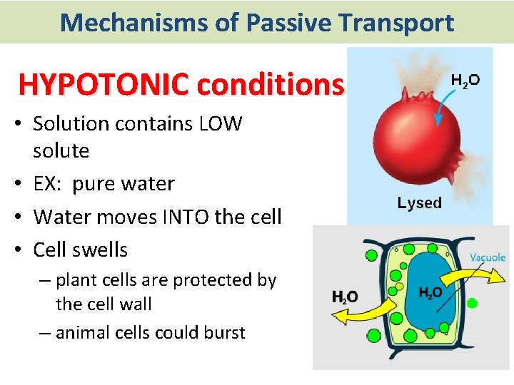 Mechanisms of Passive Transport HYPOTONIC conditions • Solution contains LOW solute • EX: pure