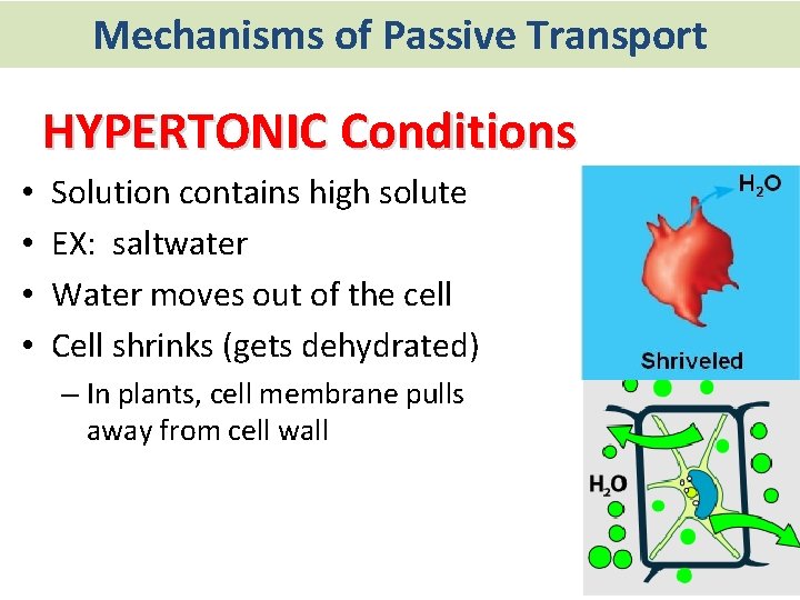 Mechanisms of Passive Transport HYPERTONIC Conditions • • Solution contains high solute EX: saltwater