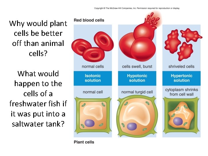 Why would plant cells be better off than animal cells? What would happen to