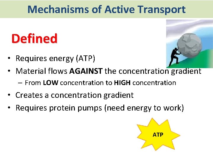 Mechanisms of Active Transport Defined • Requires energy (ATP) • Material flows AGAINST the