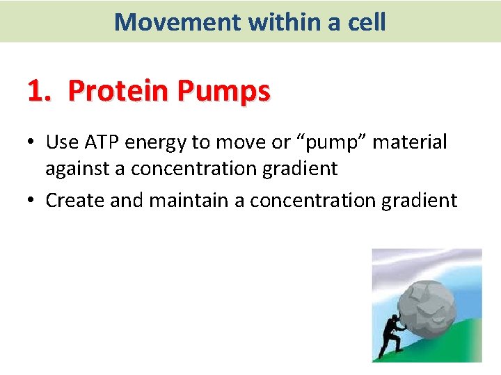 Movement within a cell 1. Protein Pumps • Use ATP energy to move or