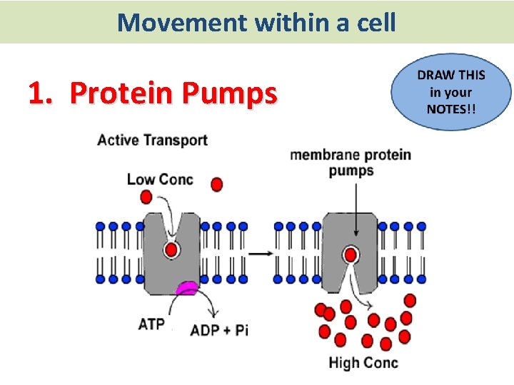 Movement within a cell 1. Protein Pumps 