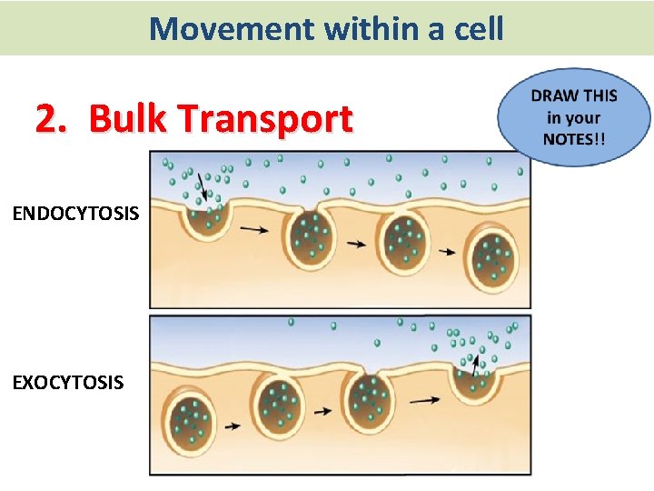 Movement within a cell 2. Bulk Transport ENDOCYTOSIS EXOCYTOSIS 