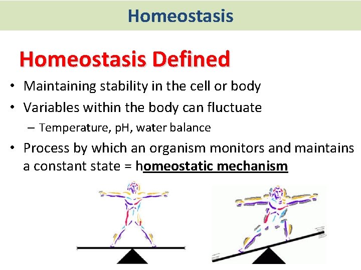 Homeostasis Defined • Maintaining stability in the cell or body • Variables within the