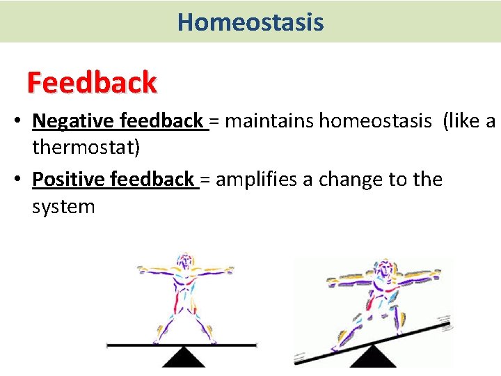 Homeostasis Feedback • Negative feedback = maintains homeostasis (like a thermostat) • Positive feedback