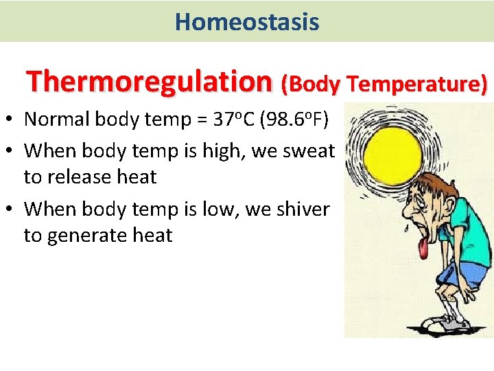 Homeostasis Thermoregulation (Body Temperature) • Normal body temp = 37 o. C (98. 6
