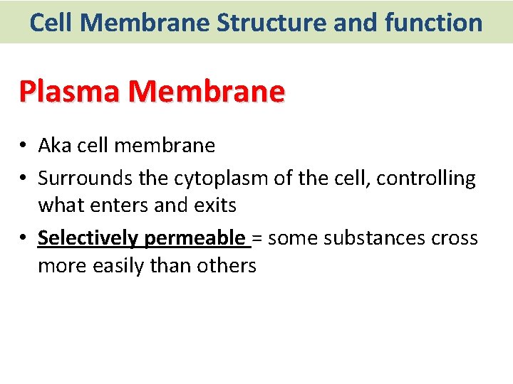 Cell Membrane Structure and function Plasma Membrane • Aka cell membrane • Surrounds the