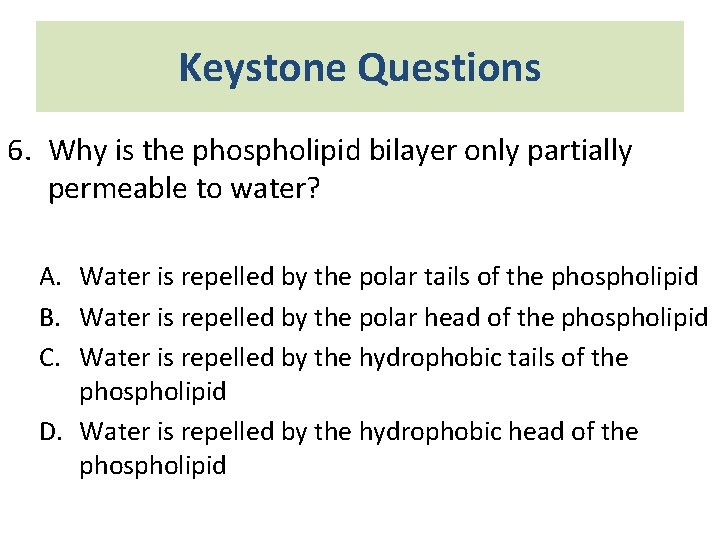 Keystone Questions 6. Why is the phospholipid bilayer only partially permeable to water? A.