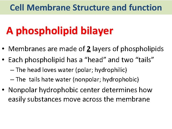 Cell Membrane Structure and function A phospholipid bilayer • Membranes are made of 2