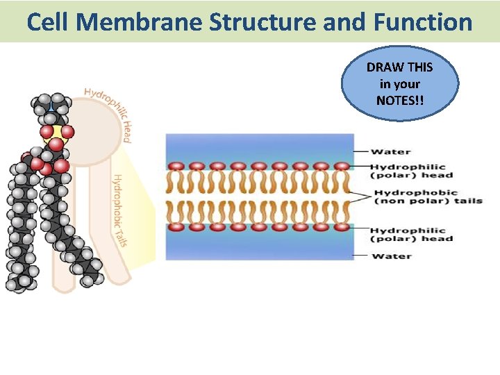 Cell Membrane Structure and Function DRAW THIS in your NOTES!! 