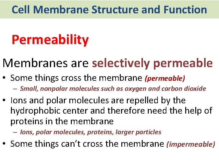 Cell Membrane Structure and Function Permeability Membranes are selectively permeable • Some things cross