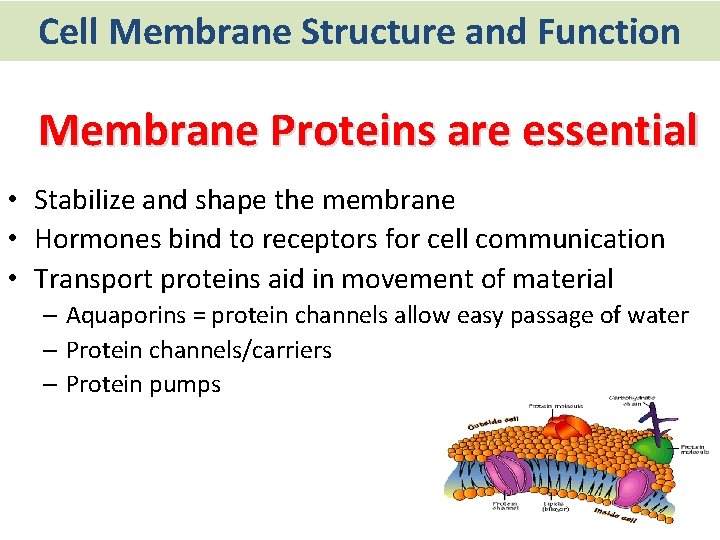 Cell Membrane Structure and Function Membrane Proteins are essential • Stabilize and shape the