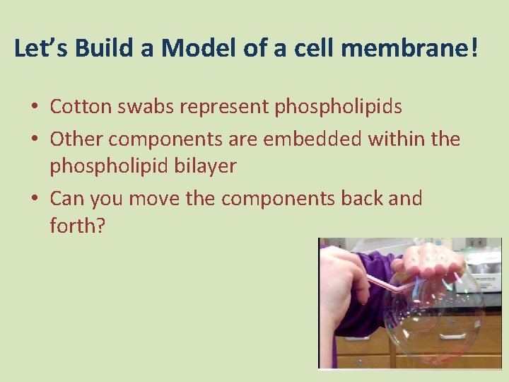 Let’s Build a Model of a cell membrane! • Cotton swabs represent phospholipids •