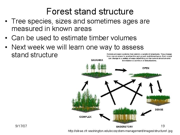 Forest stand structure • Tree species, sizes and sometimes ages are measured in known