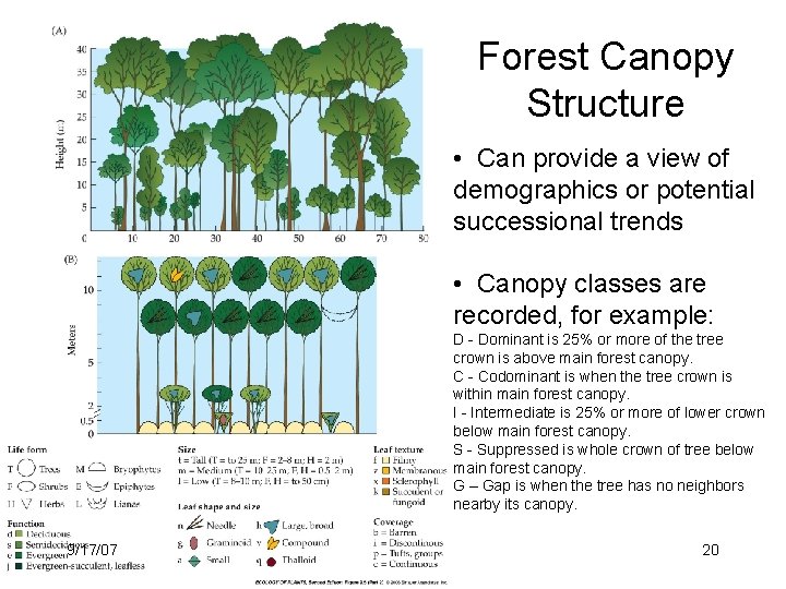 Forest Canopy Structure • Can provide a view of demographics or potential successional trends
