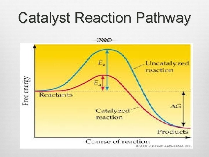 Catalyst Reaction Pathway 