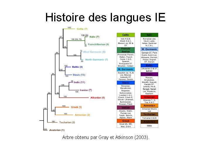 Histoire des langues IE Arbre obtenu par Gray et Atkinson (2003). 