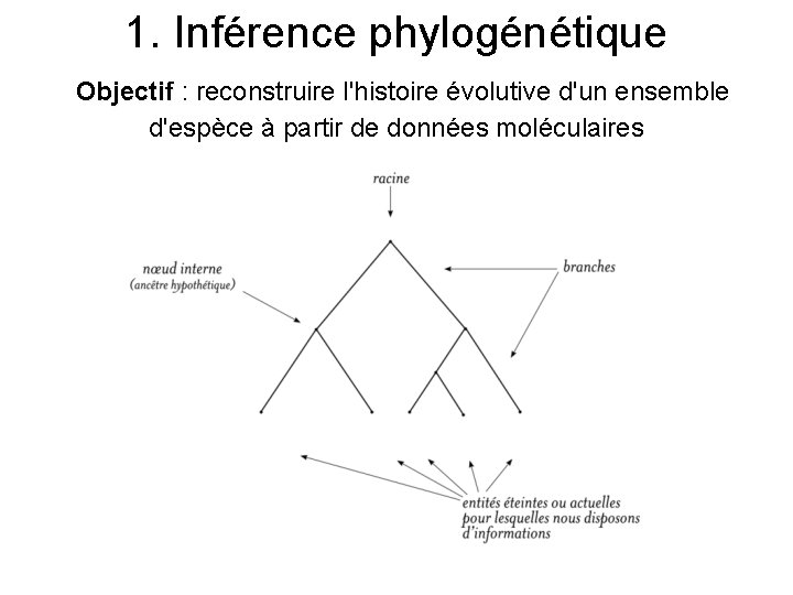 1. Inférence phylogénétique Objectif : reconstruire l'histoire évolutive d'un ensemble d'espèce à partir de