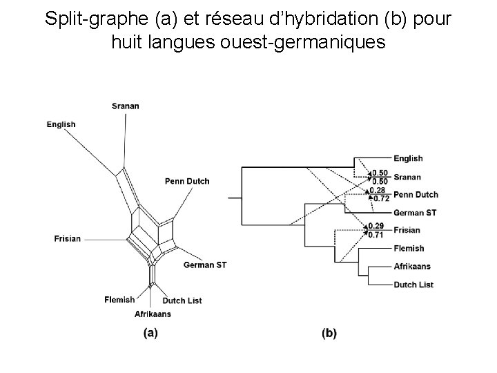 Split-graphe (a) et réseau d’hybridation (b) pour huit langues ouest-germaniques 