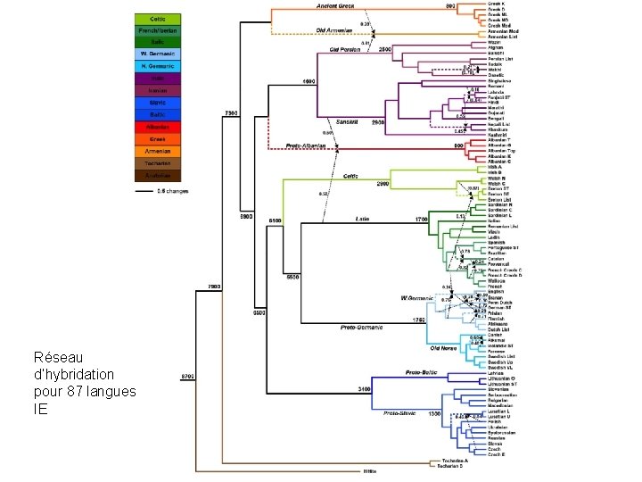 Réseau d’hybridation pour 87 langues IE 