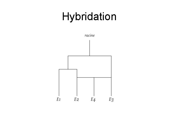 Hybridation 