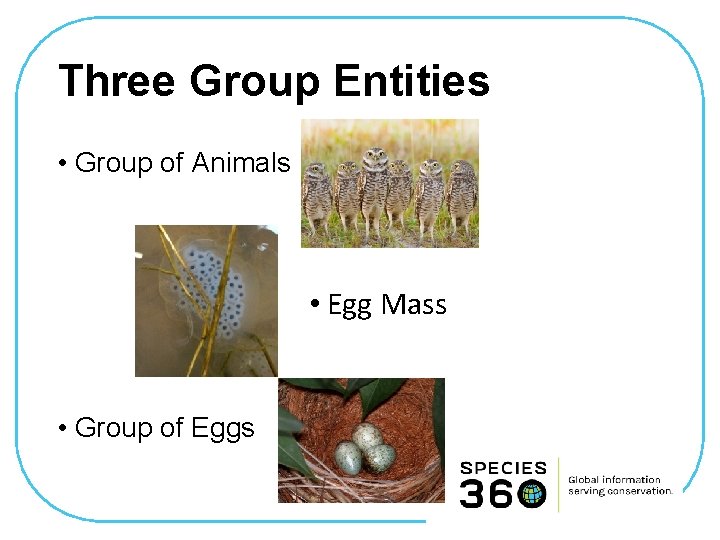 Three Group Entities • Group of Animals • Egg Mass • Group of Eggs
