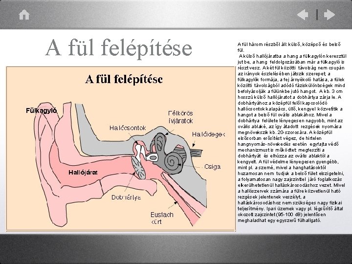 A fül felépítése A fül három részből áll: külső, középső és belső fül. A