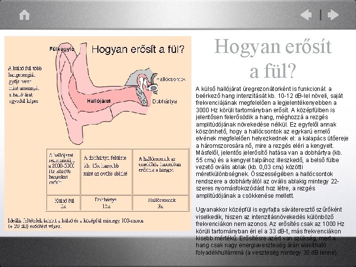 Hogyan erősít a fül? A külső hallójárat üregrezonátorként is funkcionál: a beérkező hang intenzitását