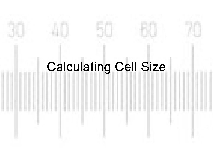 Calculating Cell Size 