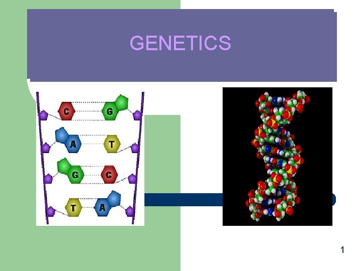 GENETICS 1 