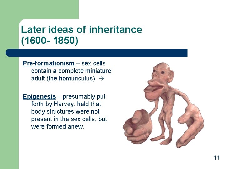 Later ideas of inheritance (1600 - 1850) Pre-formationism – sex cells contain a complete